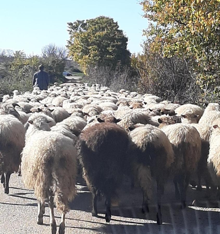 Kula Kula Atlagica المظهر الخارجي الصورة